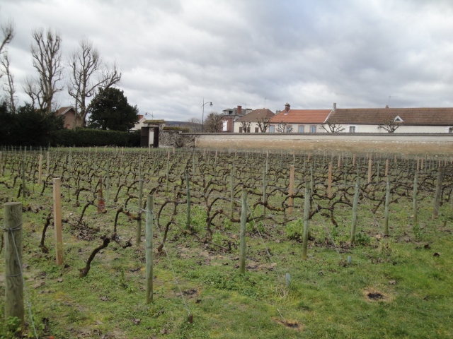 Jacquesson 20140207 vingård